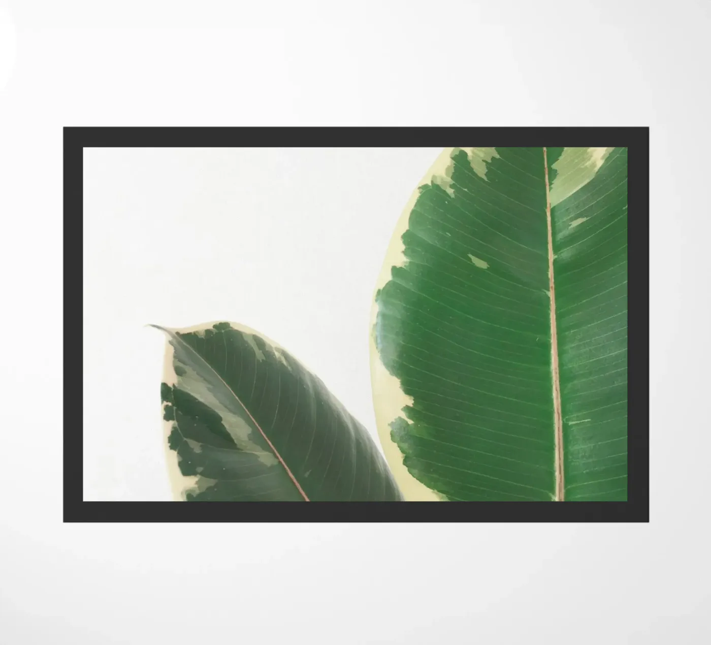 Leaf Study zerbino da Cassia Beck Photography