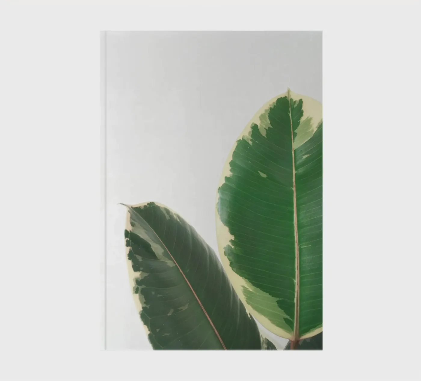 Étude sur les feuilles carnet de notes de Cassia Beck Photography