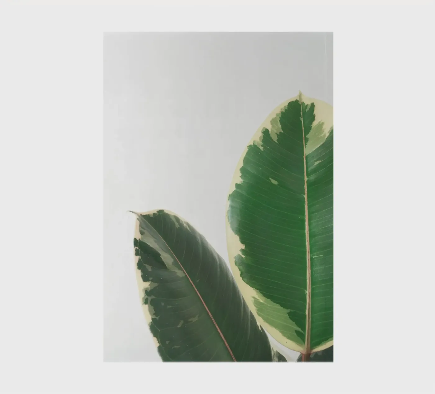 Étude sur les feuilles carnet de notes de Cassia Beck Photography