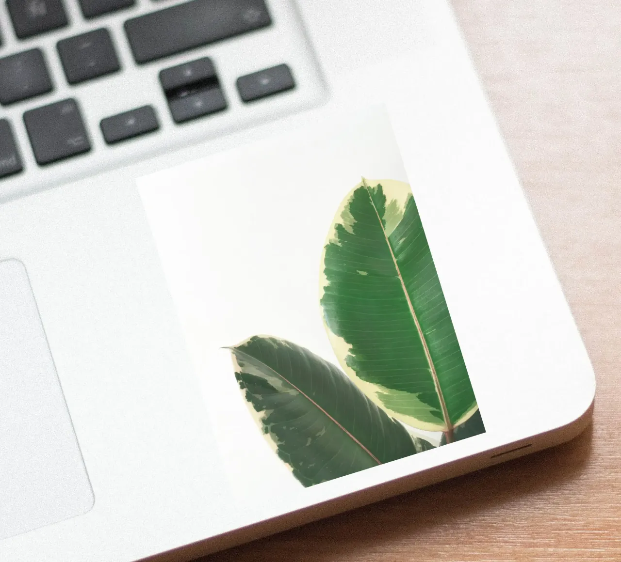 Leaf Study sticker by Cassia Beck Photography