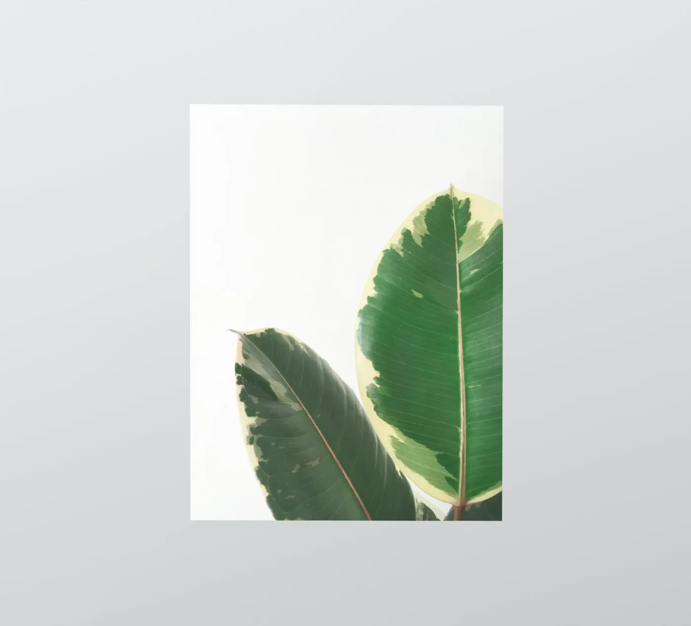 Leaf Study sticker by Cassia Beck Photography