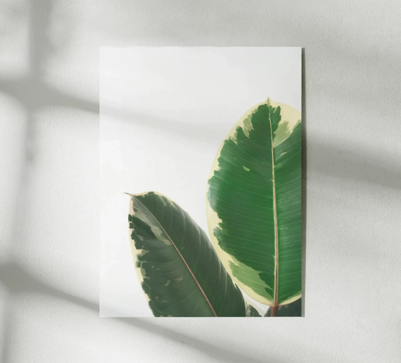 Leaf Study plexiglas de Cassia Beck Photography