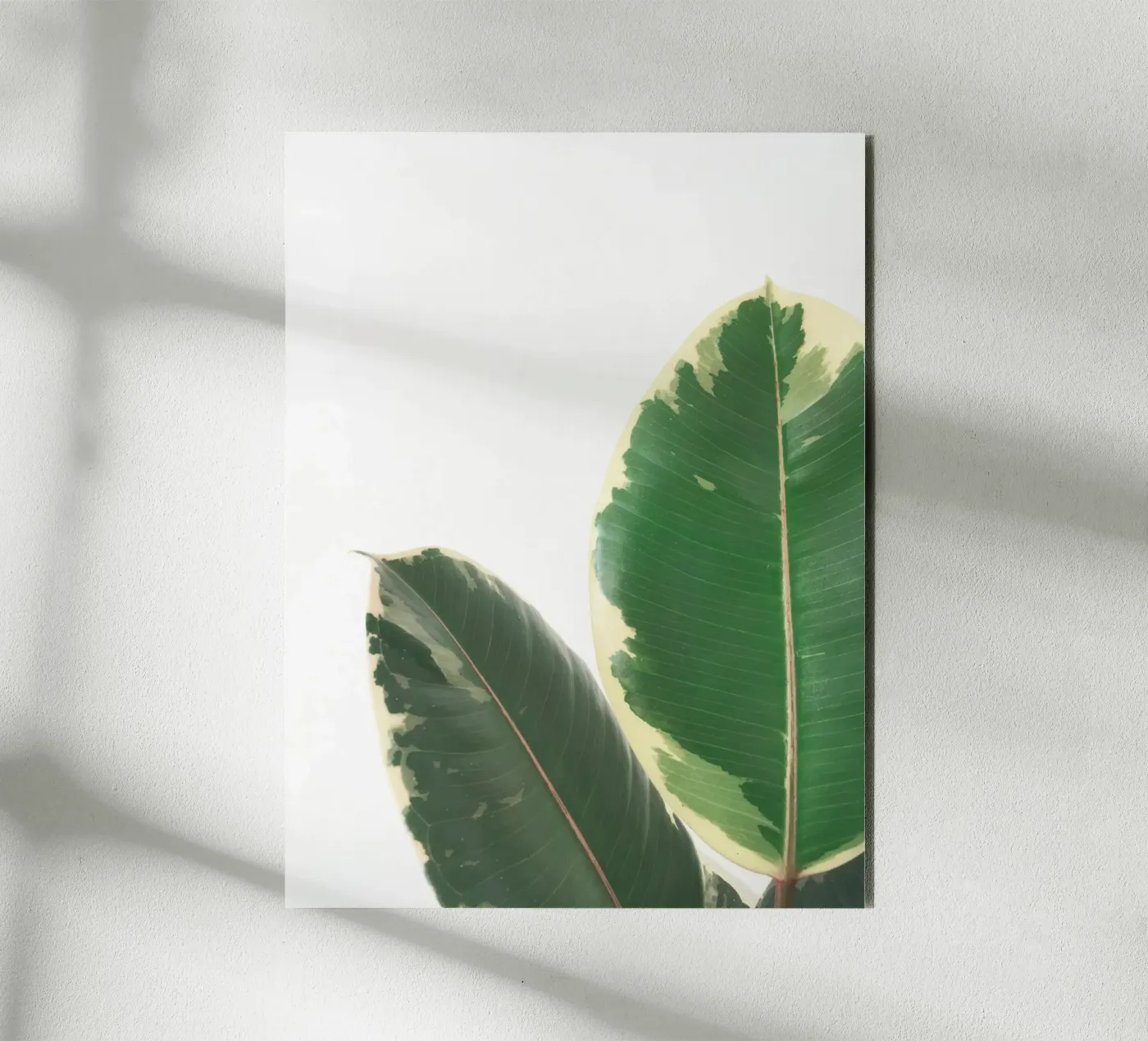 Leaf Study forex plate by Cassia Beck Photography
