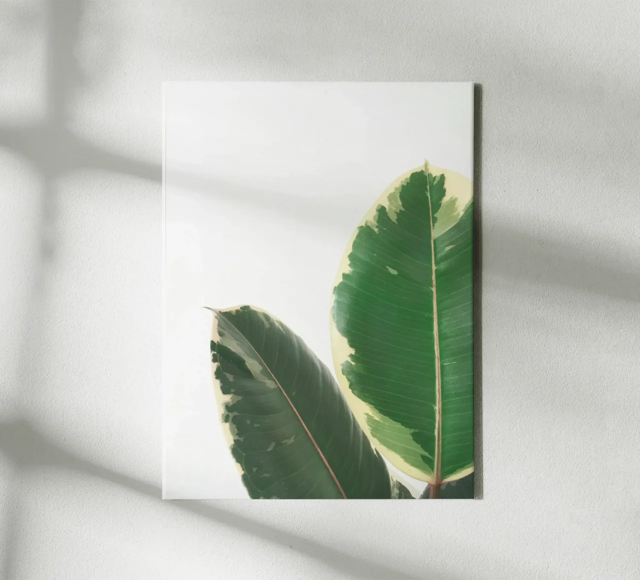 Leaf Study canvas by Cassia Beck Photography