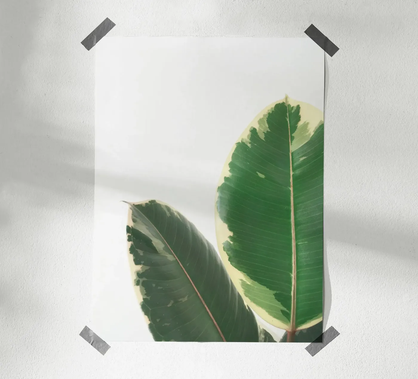 Leaf Study poster de Cassia Beck Photography