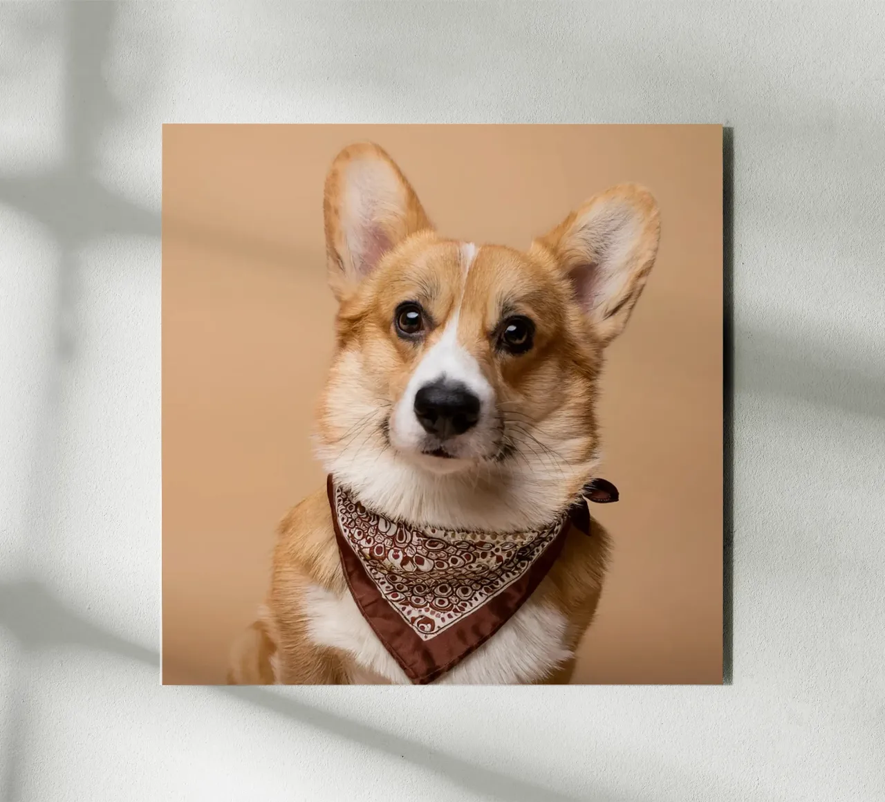 Charmant Corgi dans un bandana stylé | Adorable portrait de chien panneau forex de FlexiDesignsByK