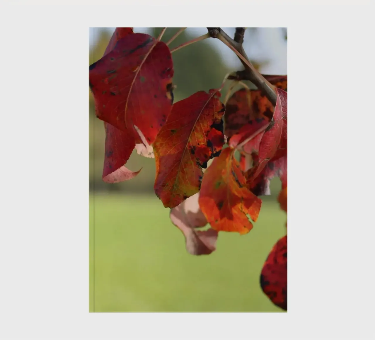 Autumn colours notebook by Alexandra Joseph Fotomomente