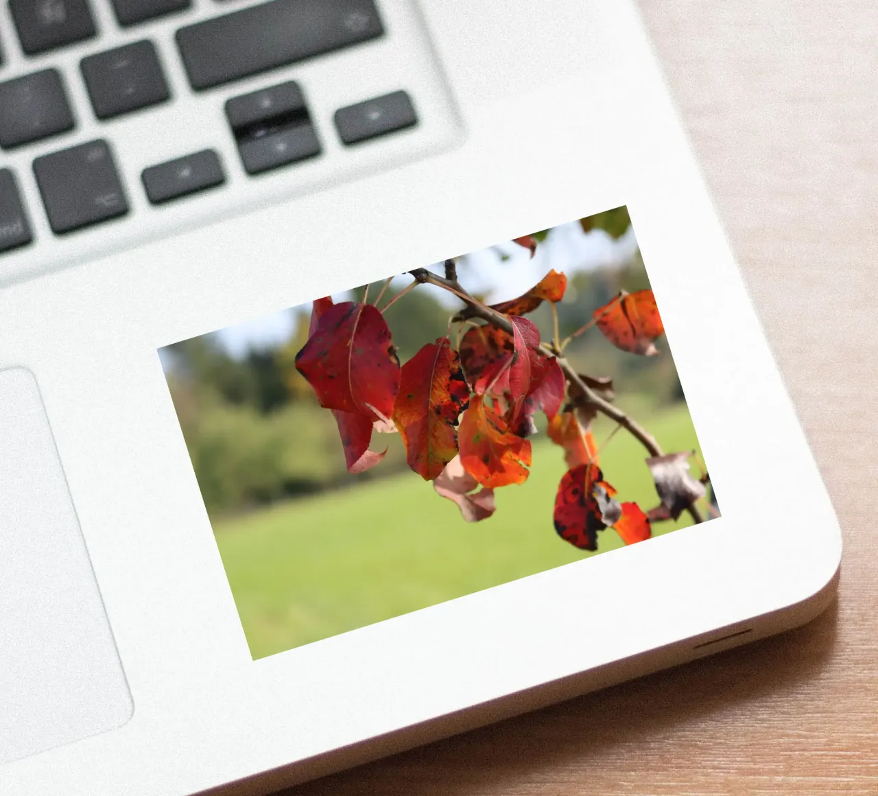 Autumn colours sticker by Alexandra Joseph Fotomomente