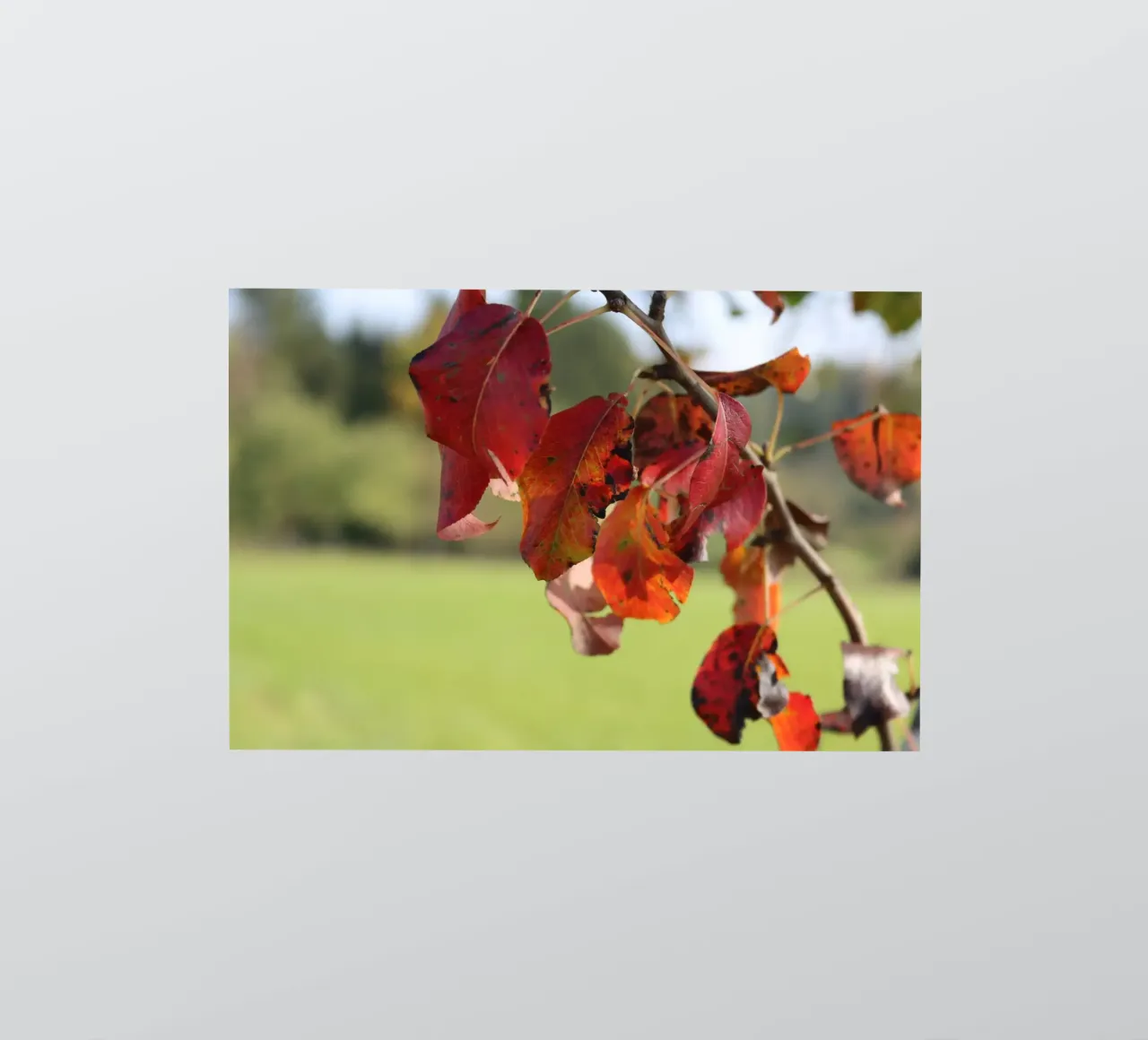 Autumn colours sticker by Alexandra Joseph Fotomomente