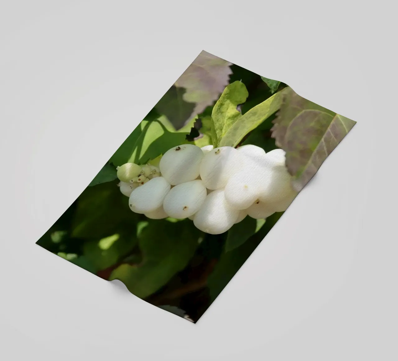 bacche di neve piene telo mare da Alexandra Joseph Fotomomente