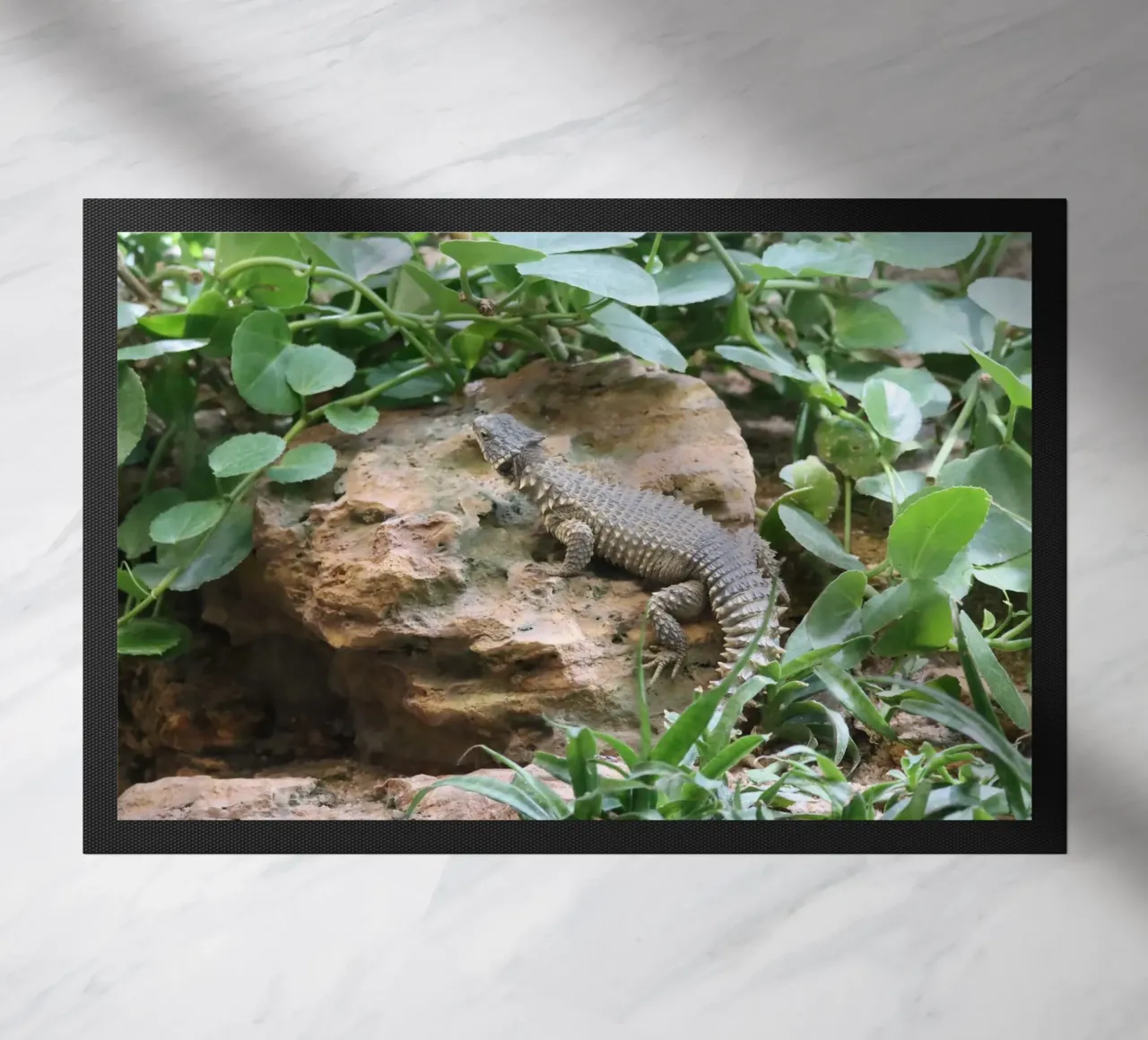 Wildlife zerbino da Alexandra Joseph Fotomomente