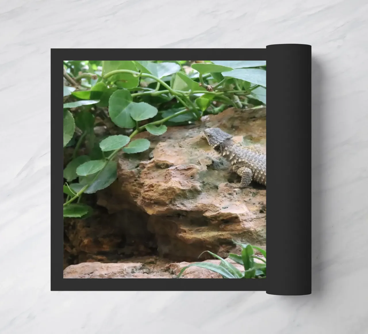 Wildlife zerbino da Alexandra Joseph Fotomomente