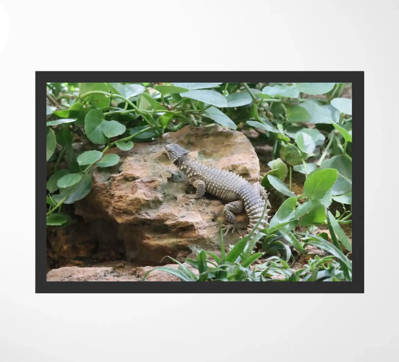 Wildlife zerbino da Alexandra Joseph Fotomomente