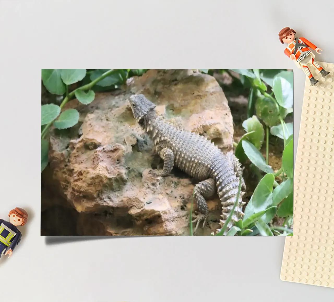 Wildlife sticker sheet by Alexandra Joseph Fotomomente