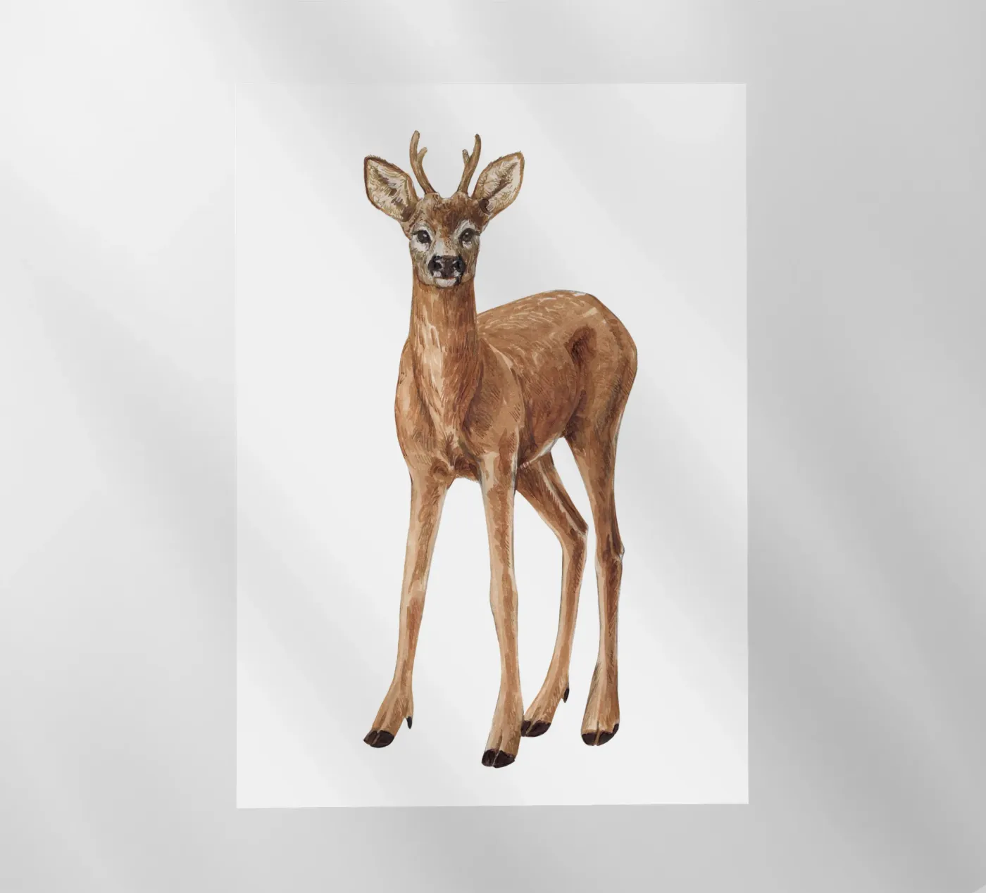 Cervo pellicola backlit da Painted Nature