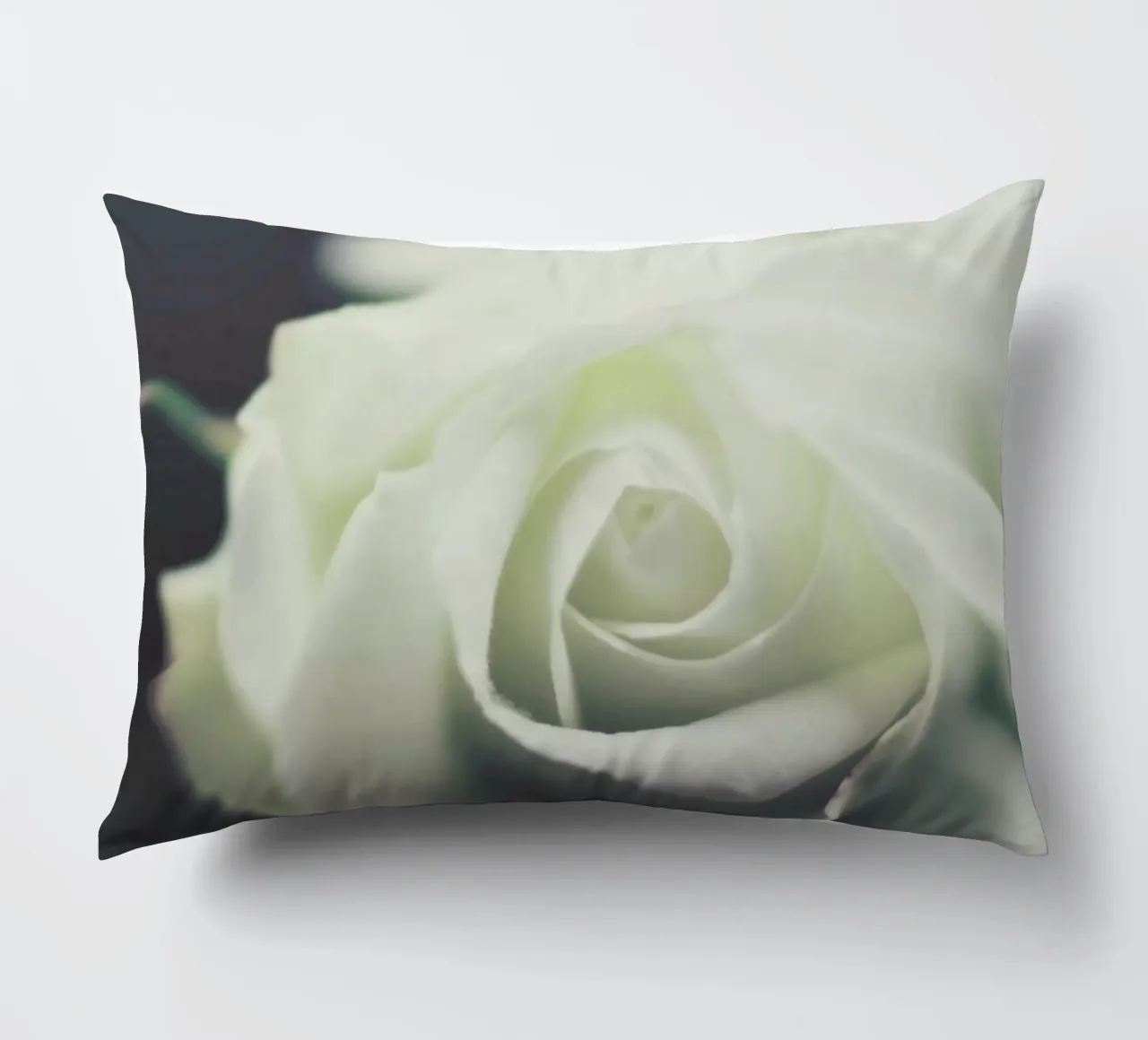 Ivory cuscino da Ingrid Beddoes