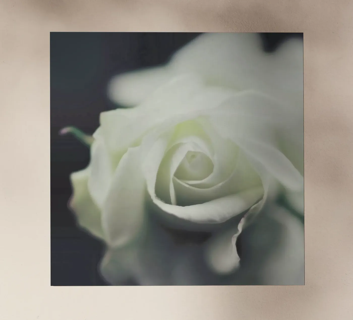 Ivory pellicola backlit da Ingrid Beddoes