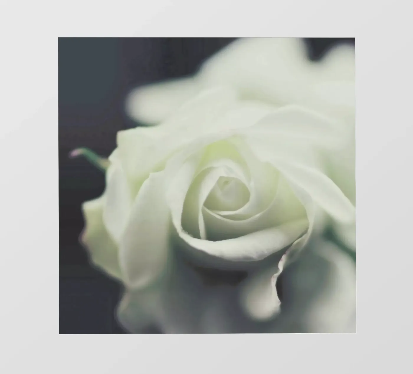 Ivory pellicola backlit da Ingrid Beddoes