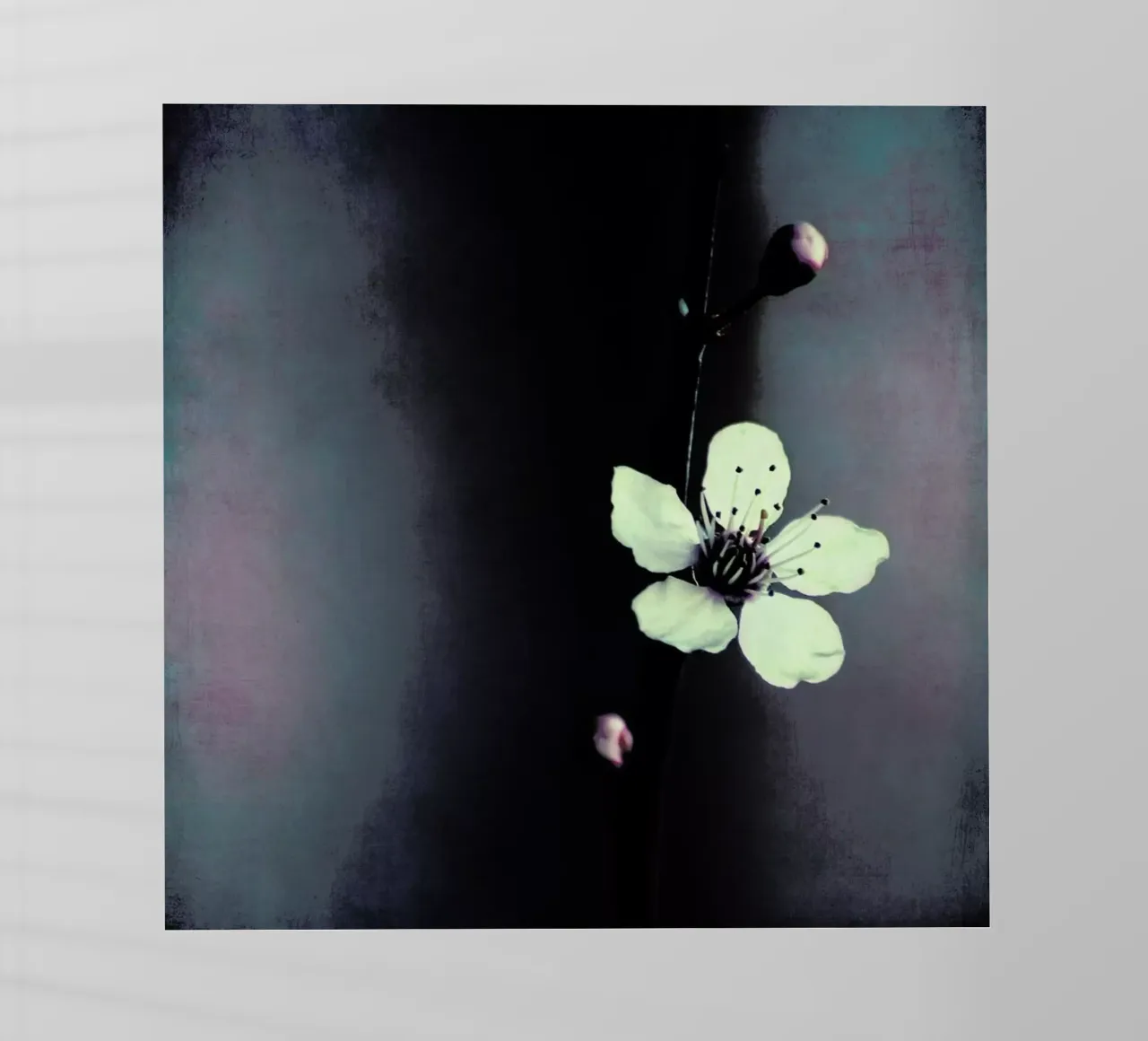 Solitaire pellicola backlit da Ingrid Beddoes