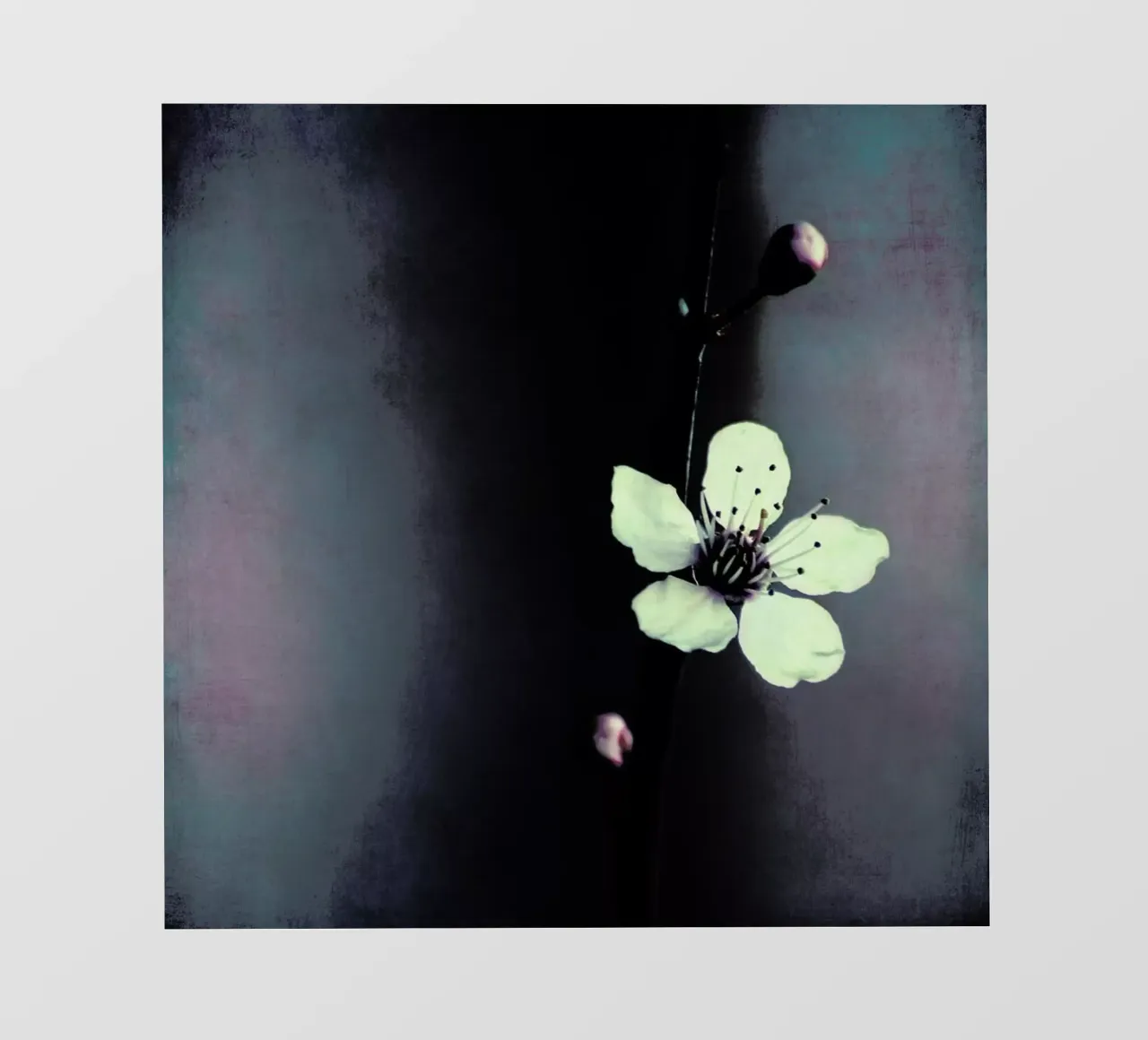 Solitaire pellicola backlit da Ingrid Beddoes