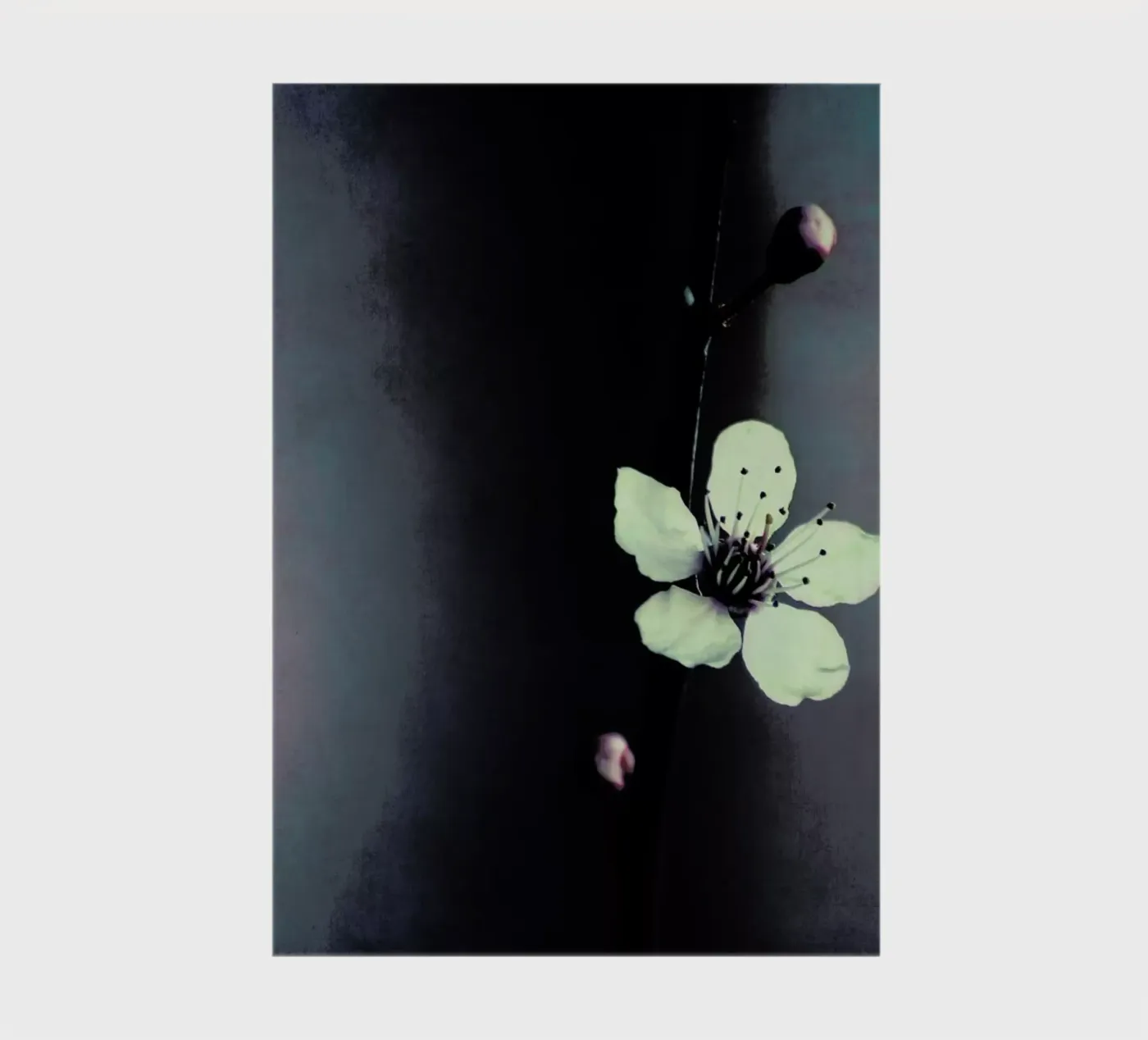 Solitaire notebook by Ingrid Beddoes