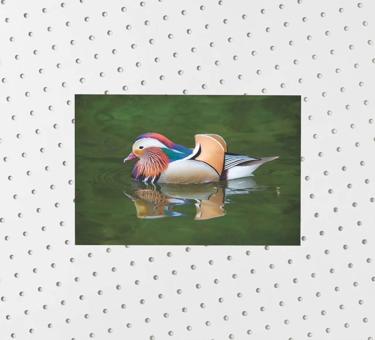Mandarin Duck sticker van Dave Hare Photography
