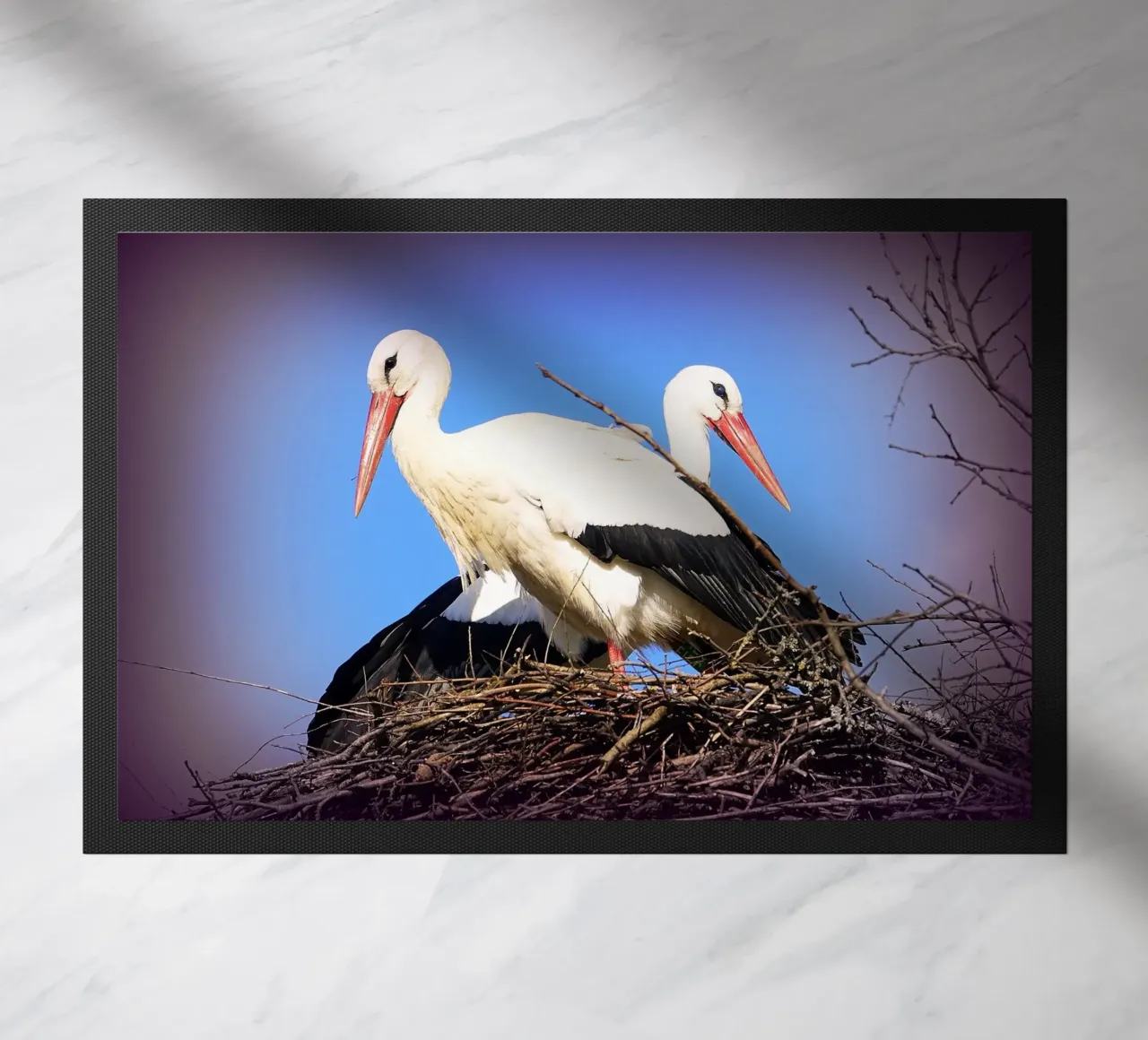 FAA141 zerbino da Thierry vobmann photography