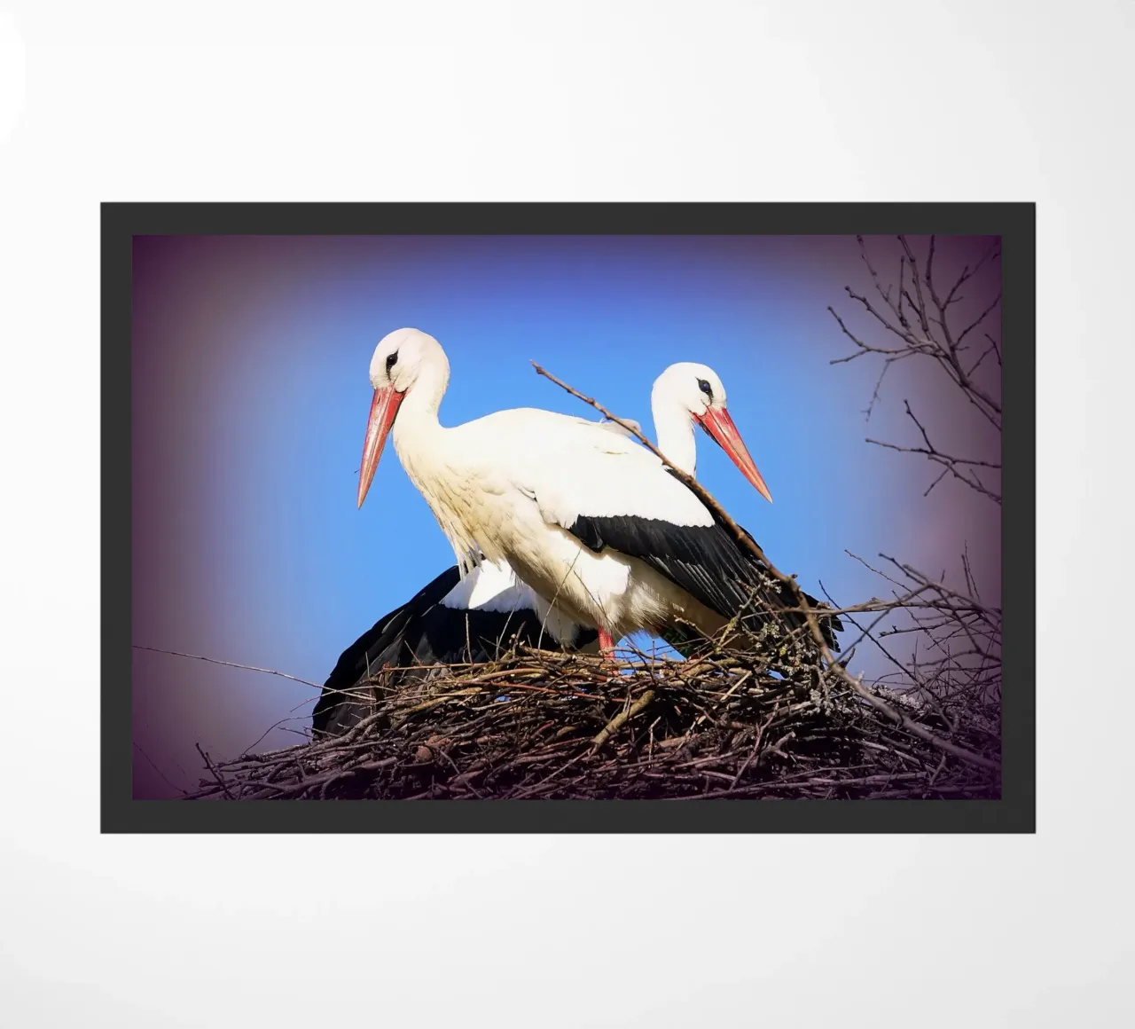 FAA141 zerbino da Thierry vobmann photography