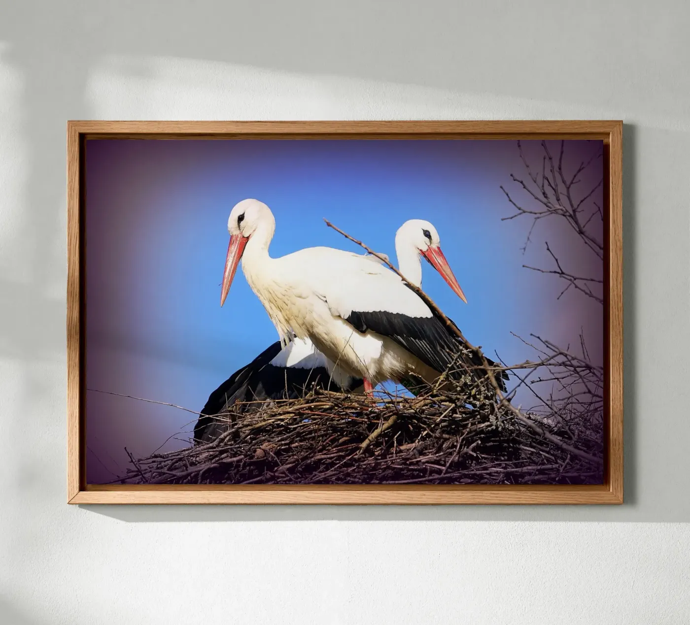 FAA141 forex plate by Thierry vobmann photography