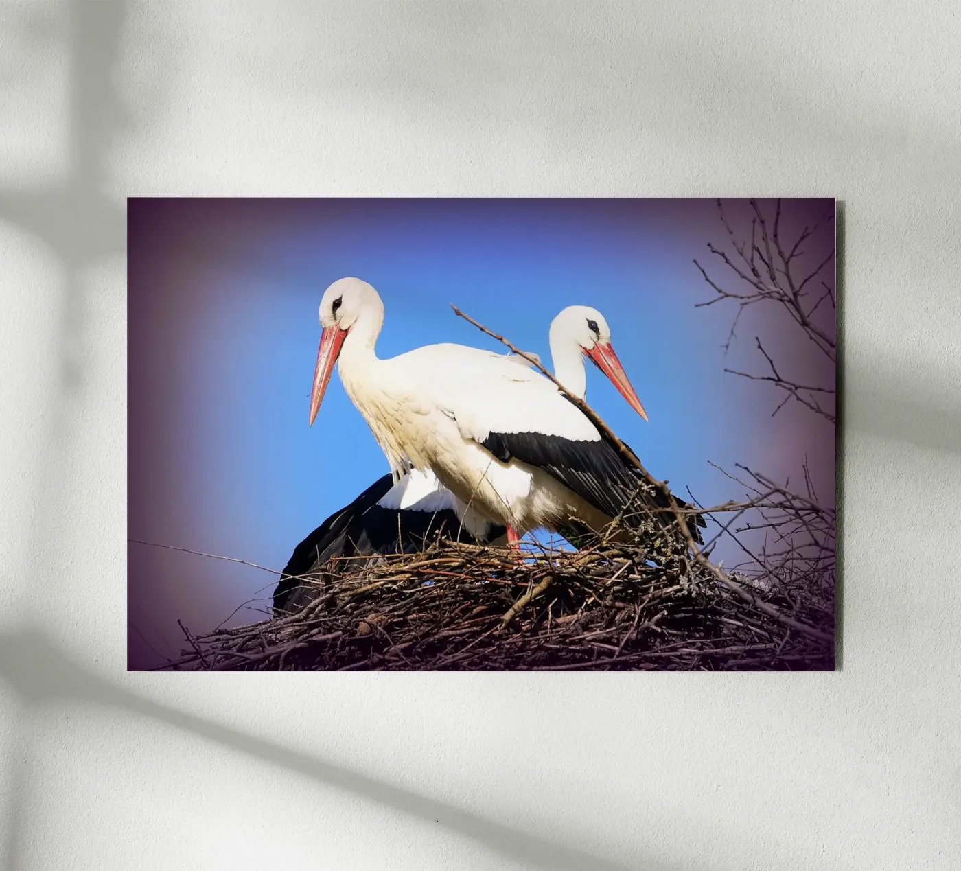 FAA141 forex plate by Thierry vobmann photography