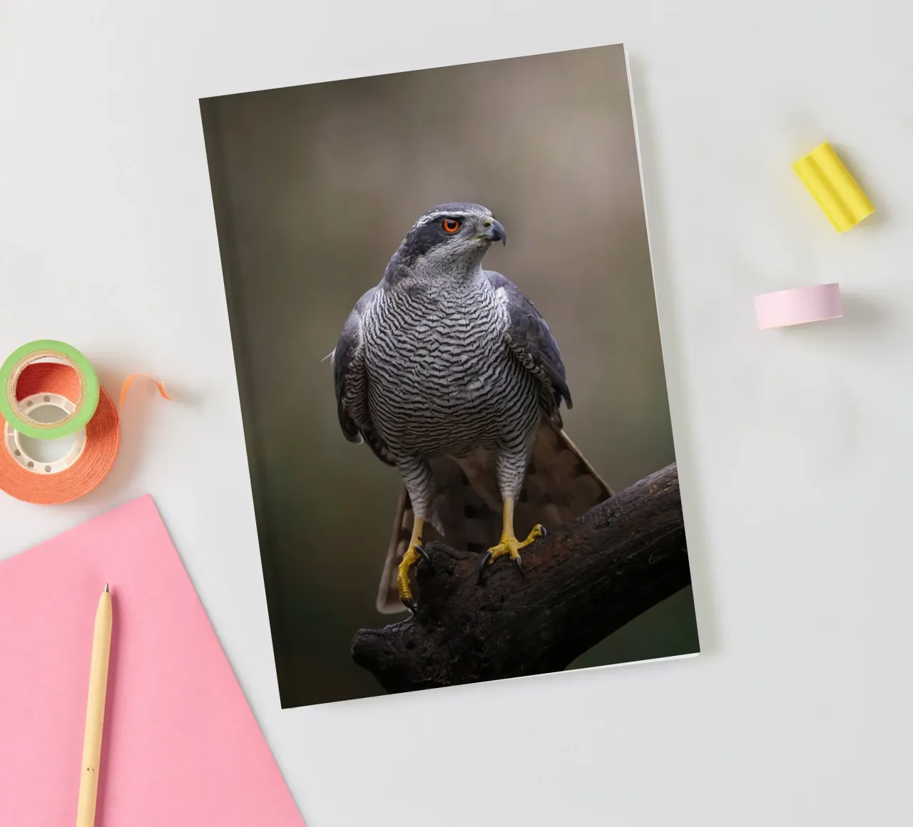 Goshawk in the forest notebook by Tom's Wildlife