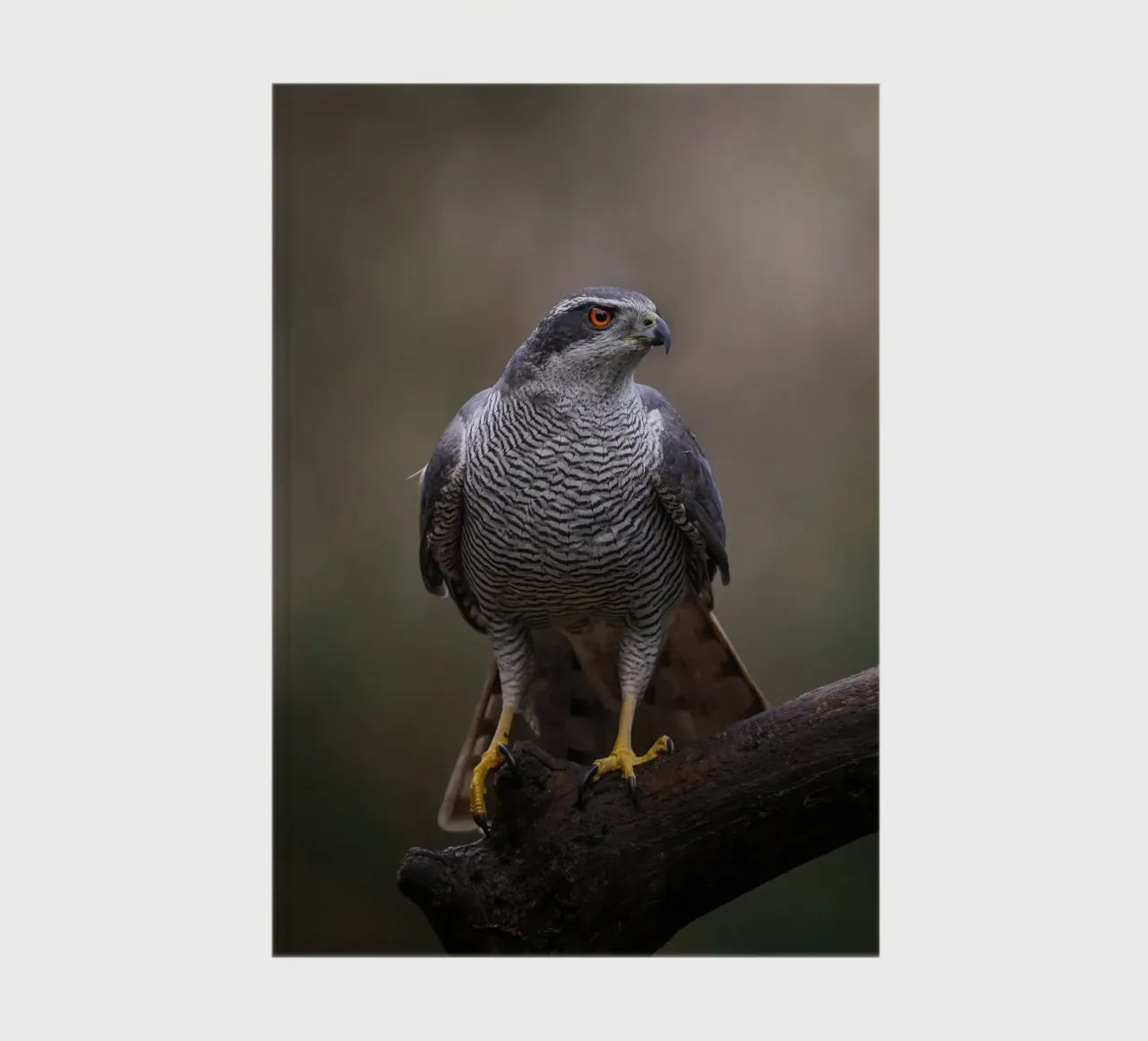 Goshawk in the forest notebook by Tom's Wildlife