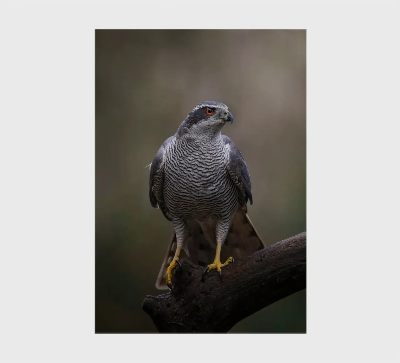 Goshawk in the forest notebook by Tom's Wildlife