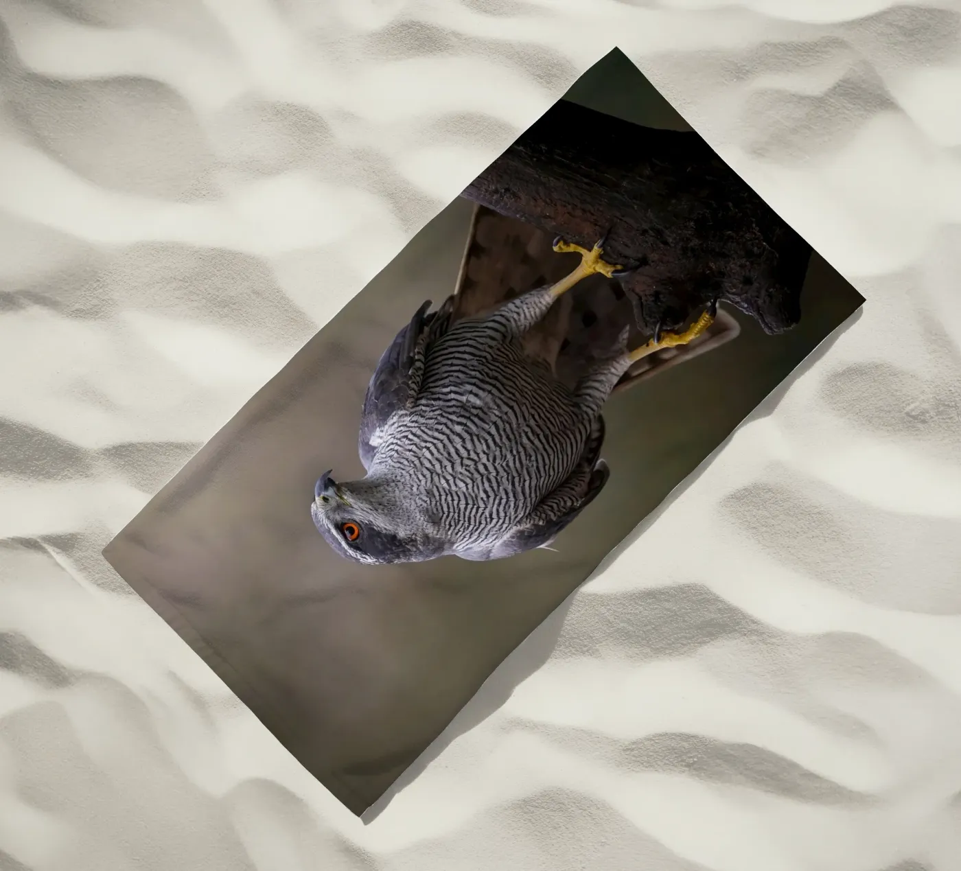 Astore nella foresta telo mare da Tom's Wildlife