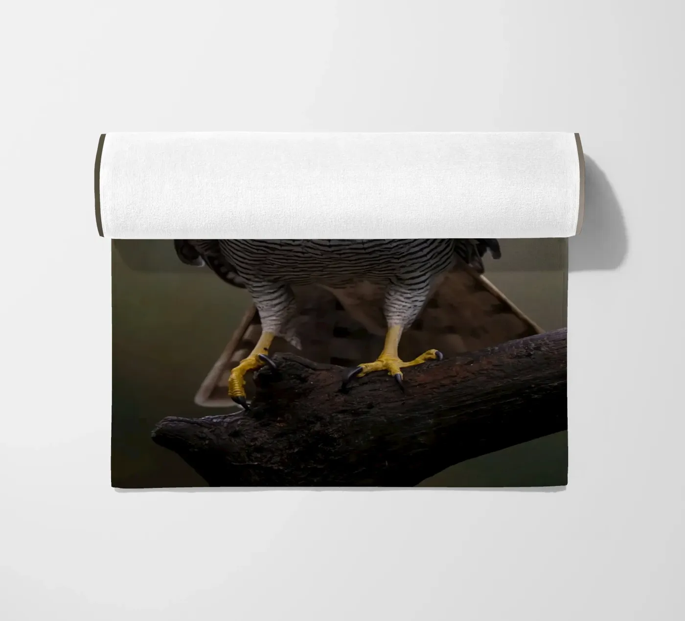 Astore nella foresta telo mare da Tom's Wildlife