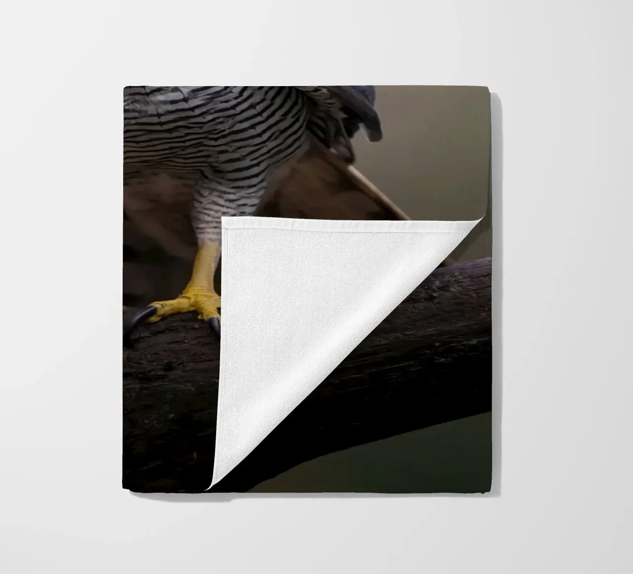 Astore nella foresta telo mare da Tom's Wildlife