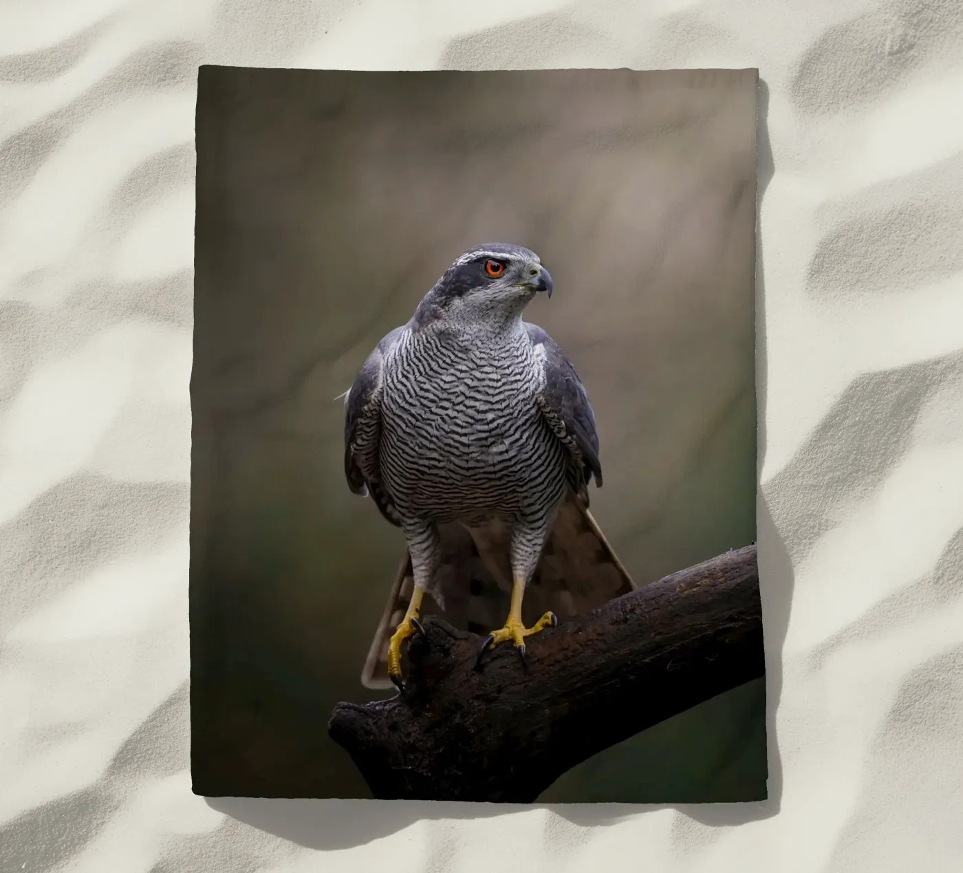 Astore nella foresta telo mare da Tom's Wildlife