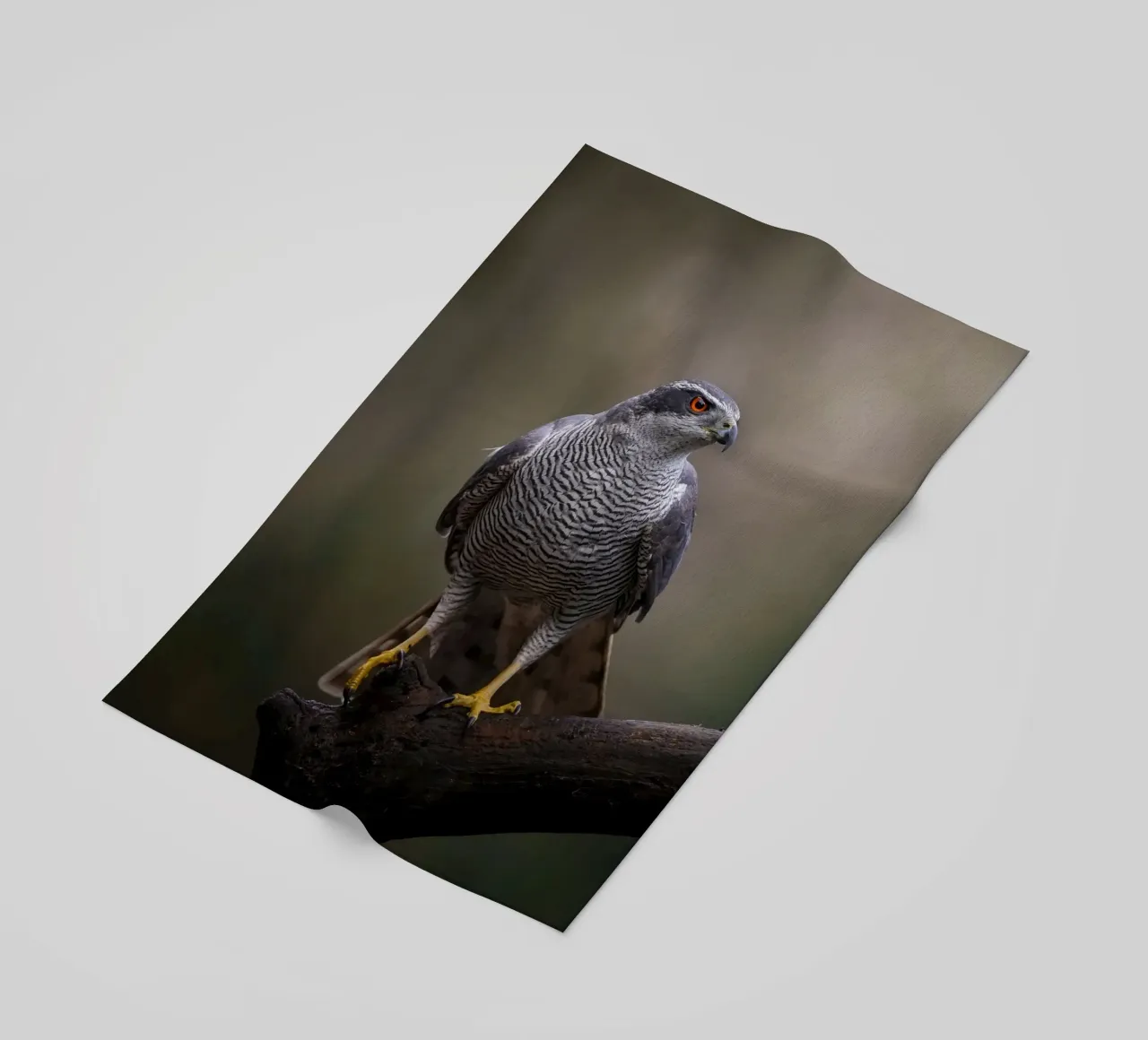 Astore nella foresta telo mare da Tom's Wildlife