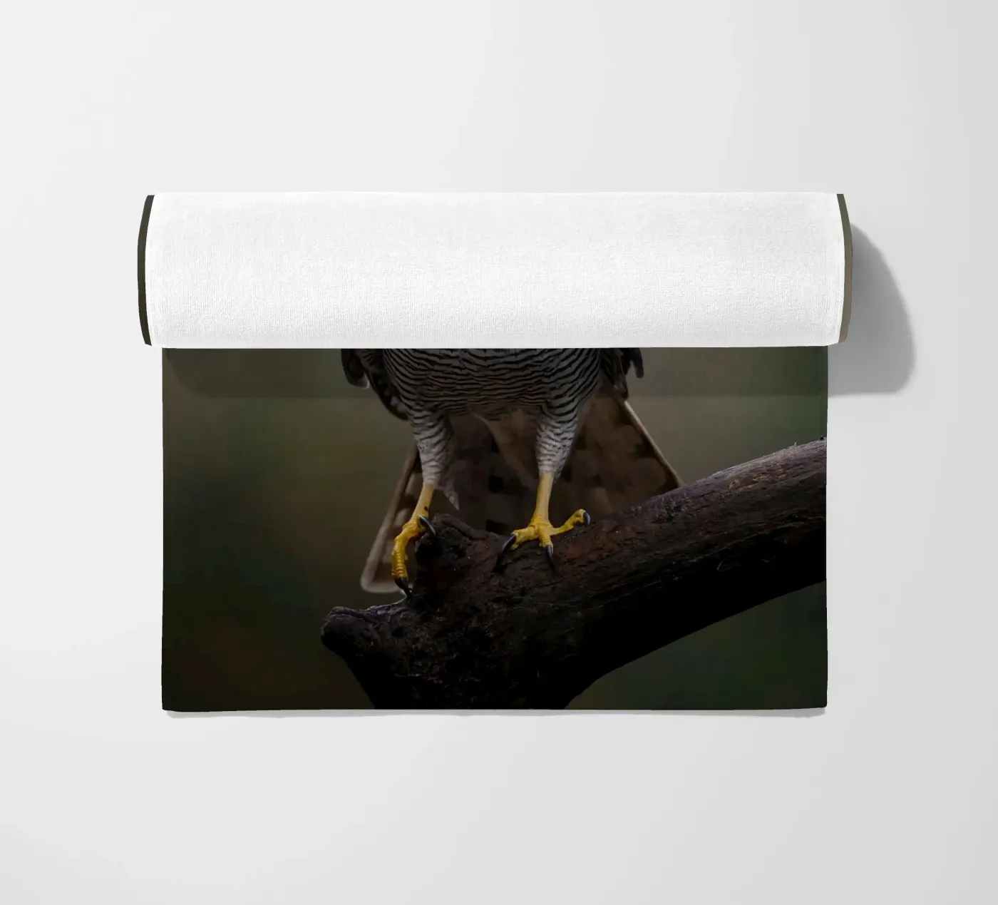 Astore nella foresta telo mare da Tom's Wildlife