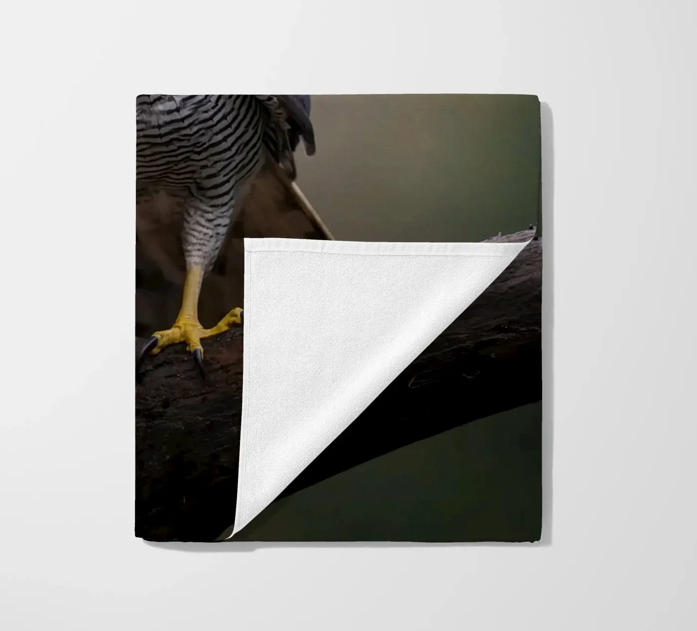 Astore nella foresta telo mare da Tom's Wildlife