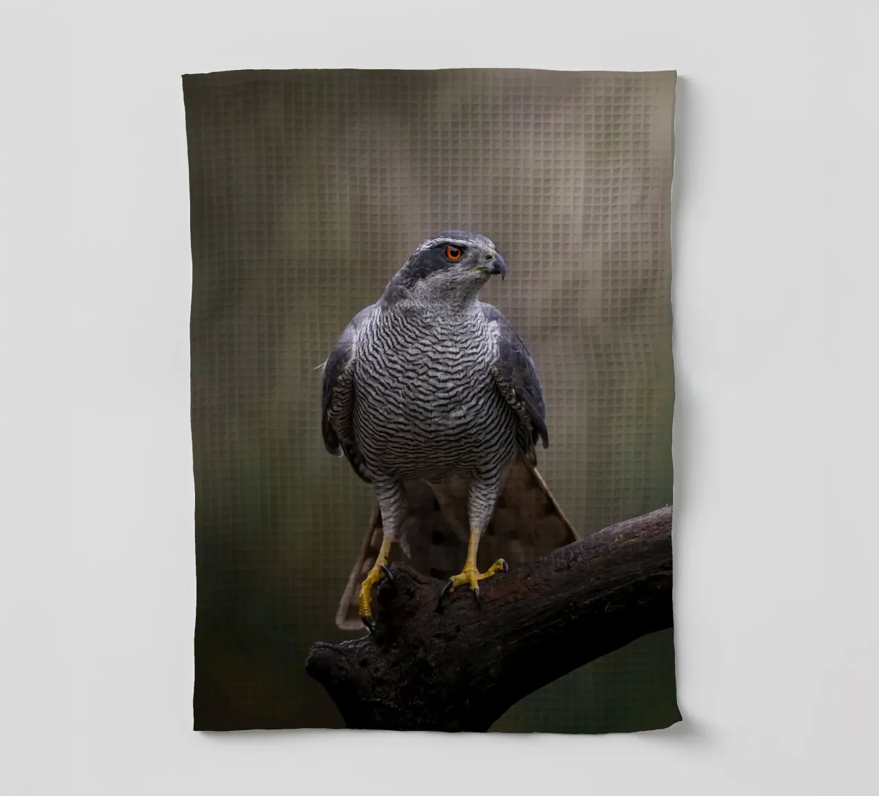 Astore nella foresta canovaccio da cucina da Tom's Wildlife