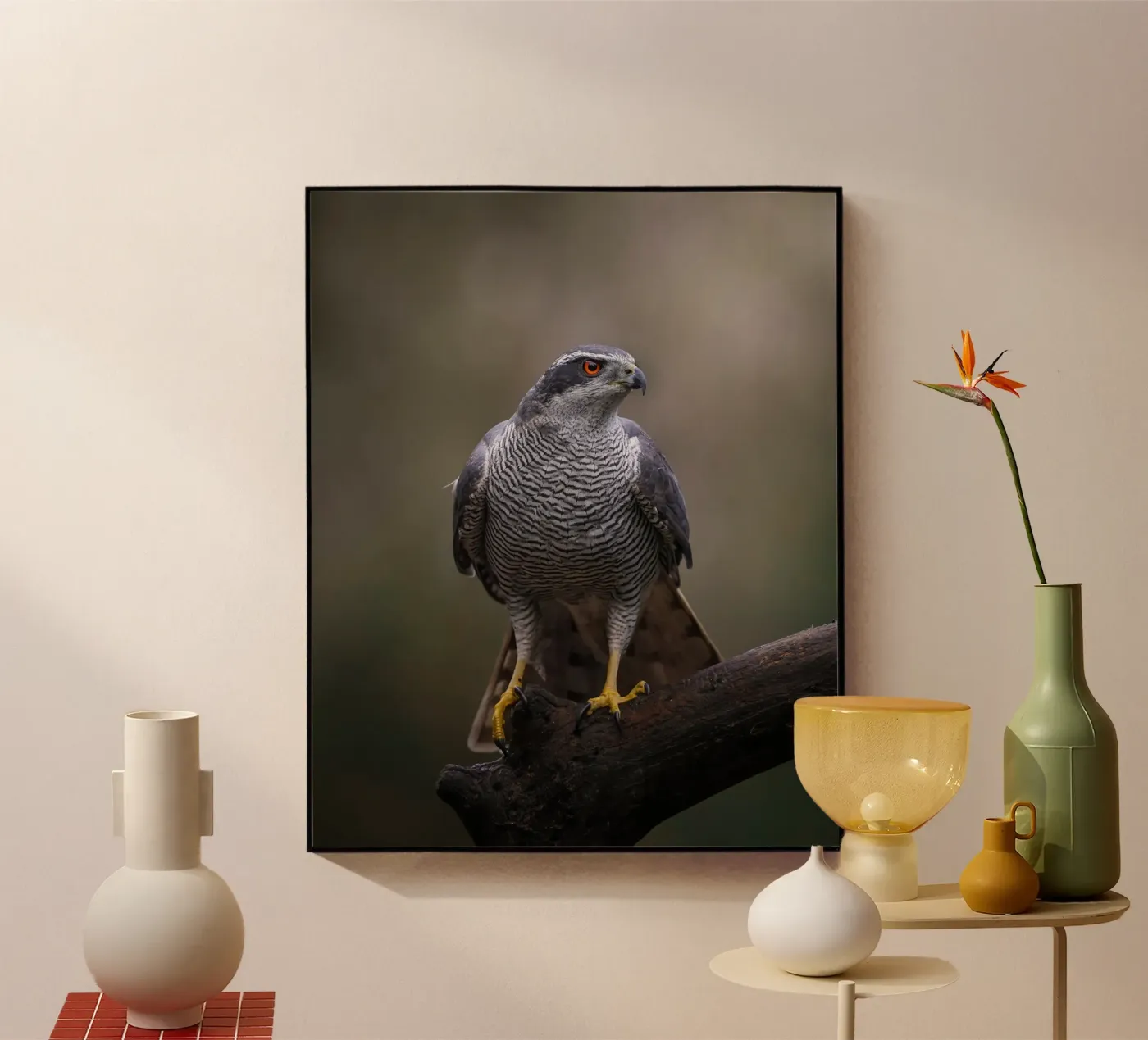 Astore nella foresta plexiglass da Tom's Wildlife