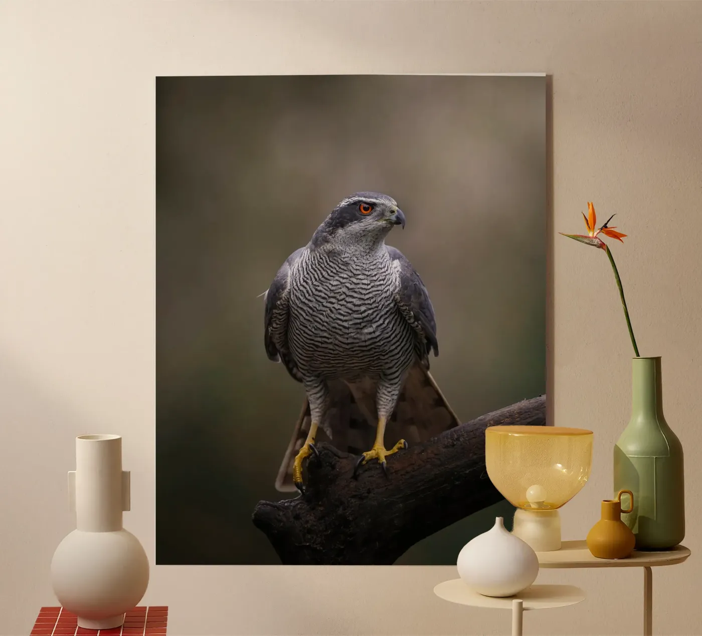 Astore nella foresta plexiglass da Tom's Wildlife