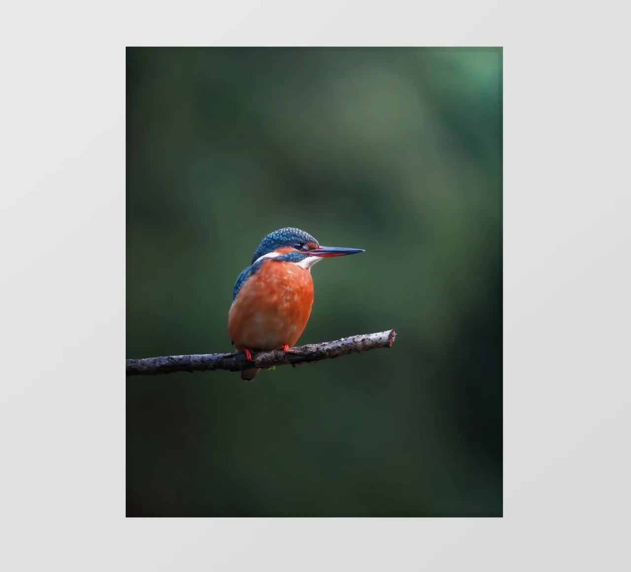 Martin pescatore femmina pellicola backlit da Tom's Wildlife