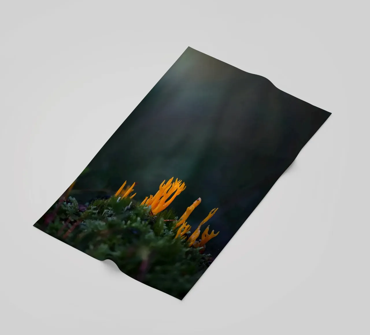 Mushroom details beach towel by Tom's Wildlife