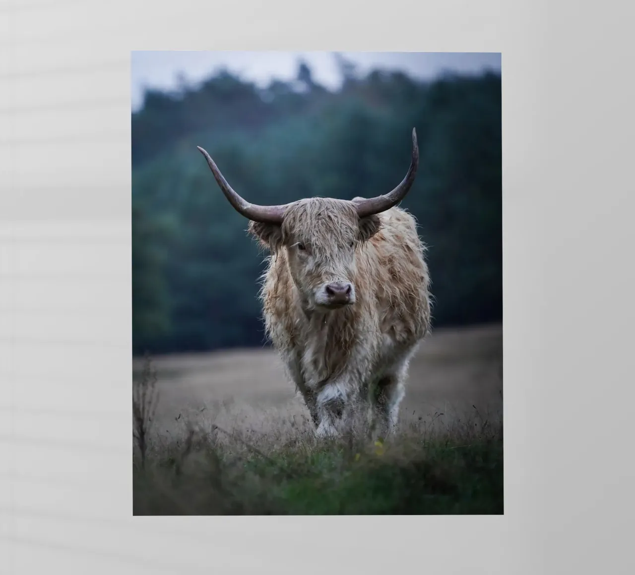 Mucca delle Highlands a passeggio pellicola backlit da Tom's Wildlife