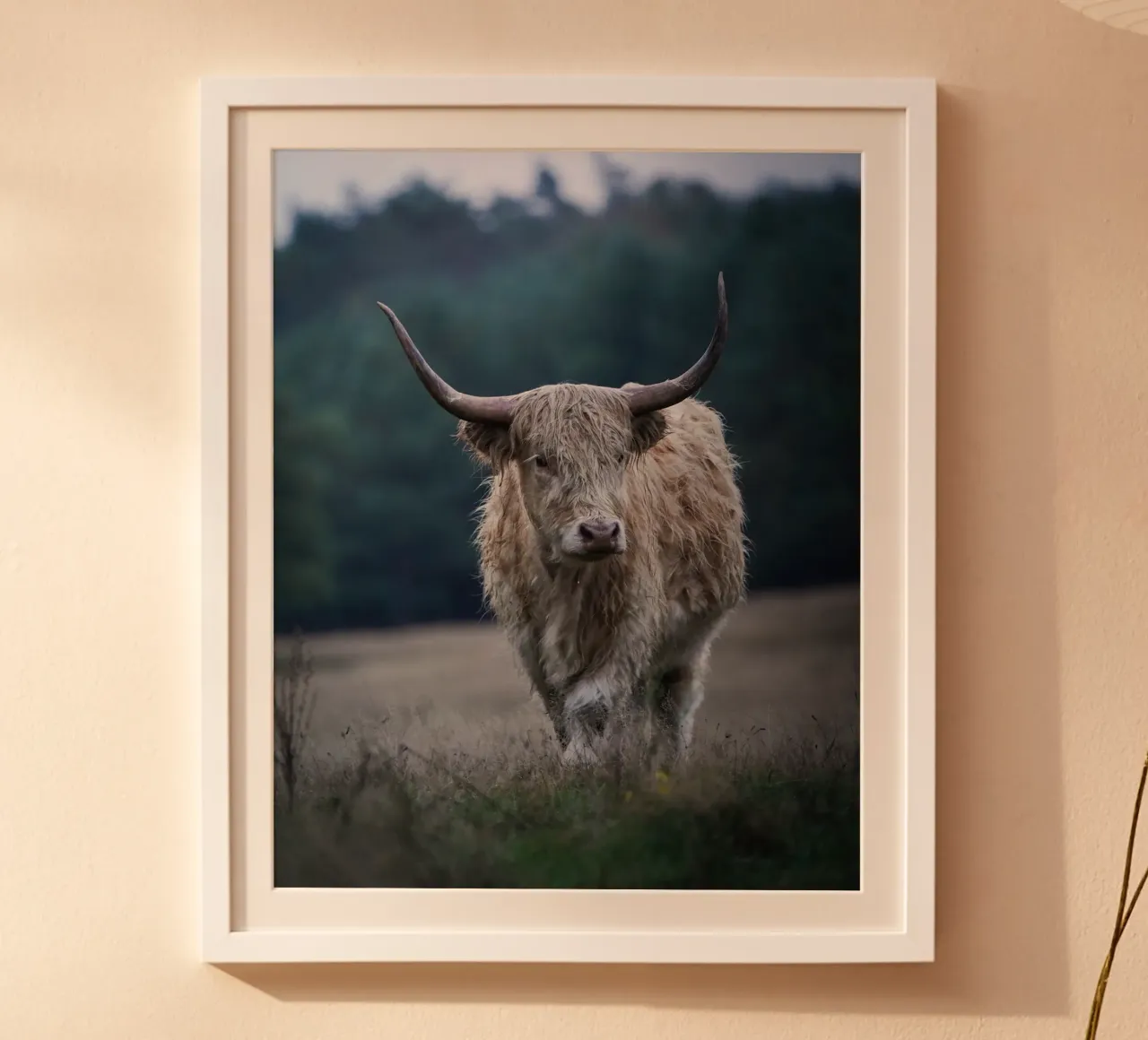 Vache des Highlands en promenade poster de Tom's Wildlife
