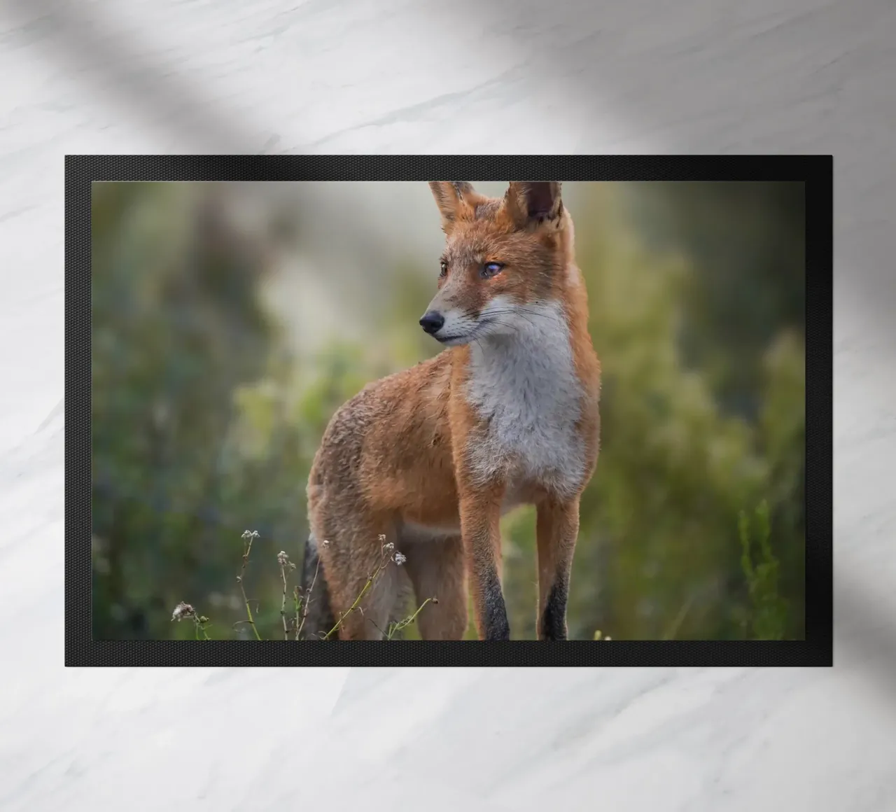 Volpe rossa tra le dune zerbino da Tom's Wildlife