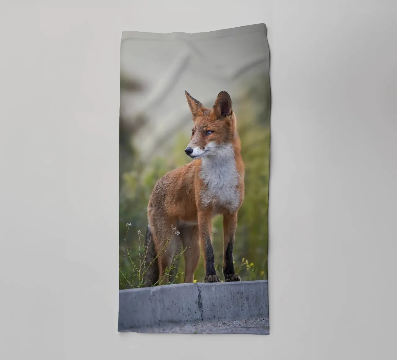 Red Fox in the dunes towel by Tom's Wildlife