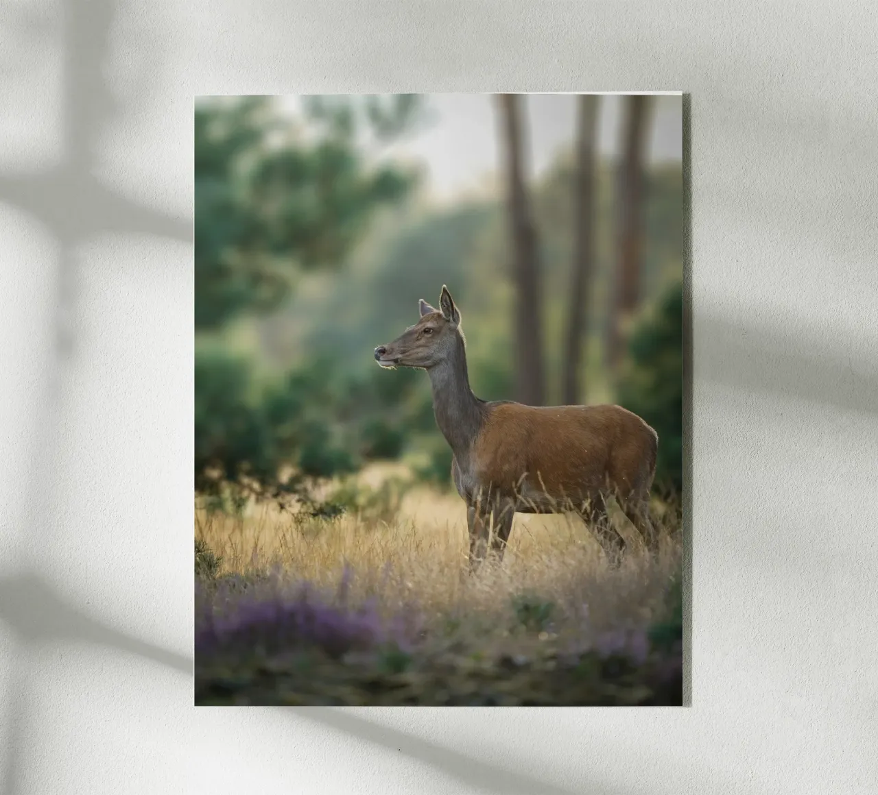 Red deer female acrylic glass by Tom's Wildlife